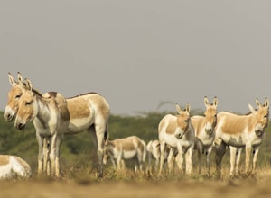 Narayan Sarovar Wildlife Sanctuary