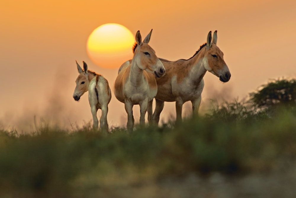 Banni Grasslands